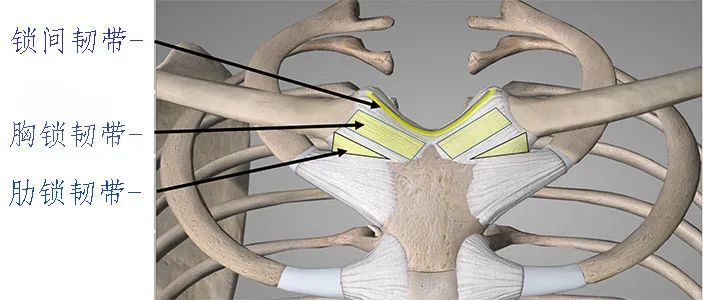 他们分别为:胸锁韧带,肋锁韧带和锁间韧带.