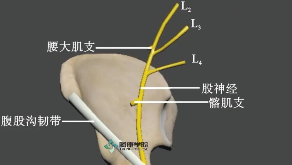 股神经损伤 应用解剖 前支感觉支中包括行程较短的股内侧皮神经和股
