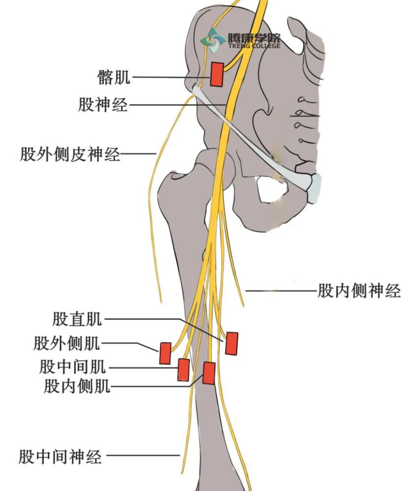 后支发出隐神经伴随股动脉进入收肌管,继续下行于缝匠肌内侧浅出至皮