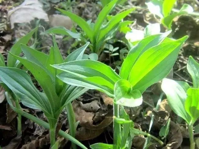 这个案例告诉我们:山野菜虽味道鲜美,但不要贪图美味而忽略风险,一定