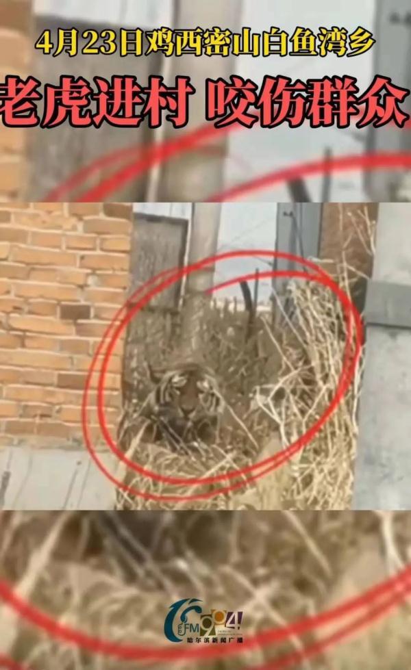 野生东北虎进村咬伤群众,相关部门正在进行合围