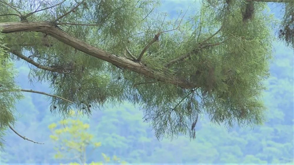 这种树云南仅存1株就在文山州这里