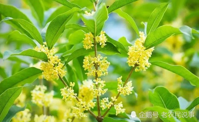 门什么桂成语_成语故事简笔画(2)
