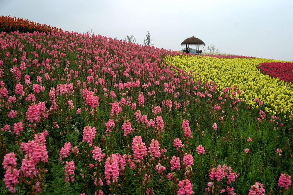 径山花海