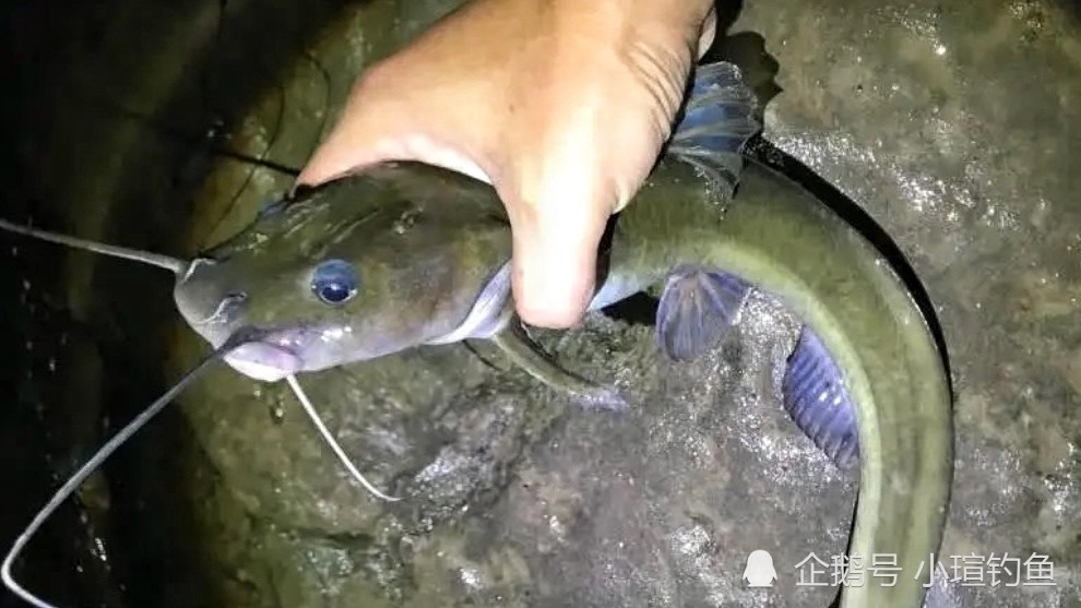 外形酷似老鼠的鱼常被错认为是黄辣丁揭秘野钓罕见鱼种江鼠
