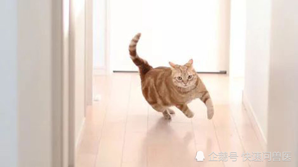 世上有两种猫:屎前跑酷和屎后跑酷