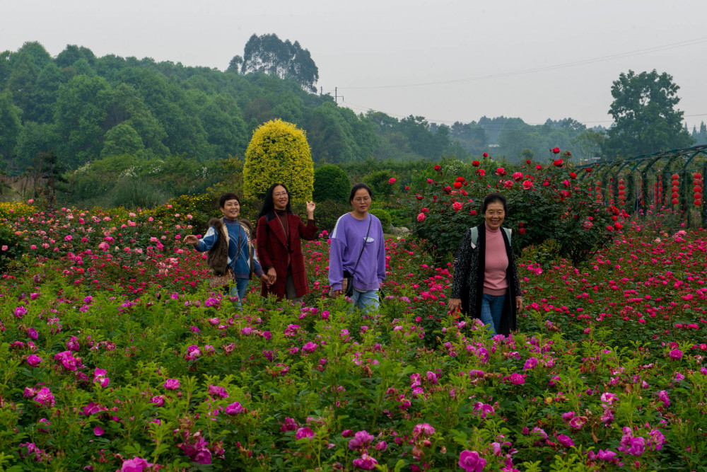 春风沐浴都江堰 玫瑰花香花溪谷