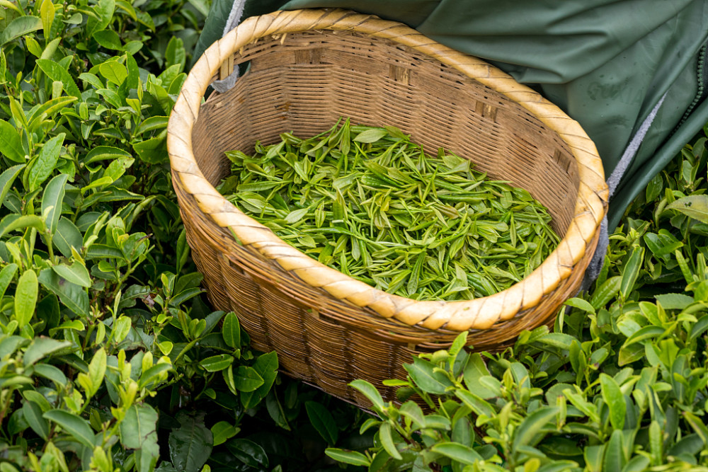 清明茶是什么茶?是指绿茶吗?