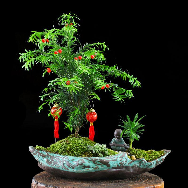 被誉为植物界"活化石",植物王国"大熊猫"的红豆杉,却是适合居家盆栽的