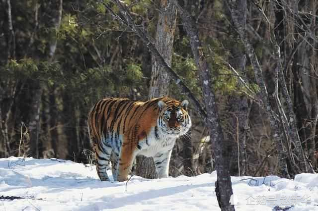 东北虎太猛了黑龙江野生东北虎进村伤人拍碎车窗后追车