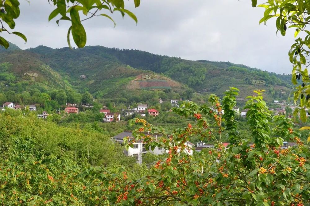 樱桃 又是一年四月天 满山樱桃惹人醉 西乡县地处陕西省汉中市,处在