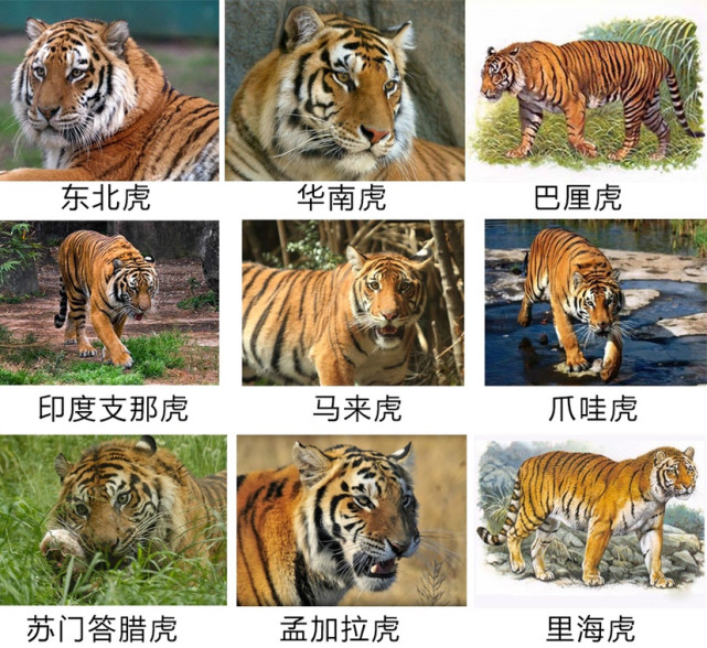 中国曾是世界上老虎亚种分布最多的国家,包括华南虎,东北虎孟加拉虎和