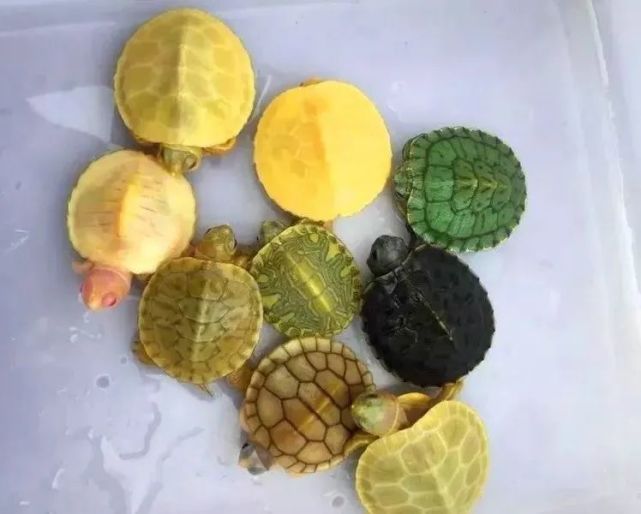 只不过短短几年时间,变异巴西龟的价格跌到它妈妈都不