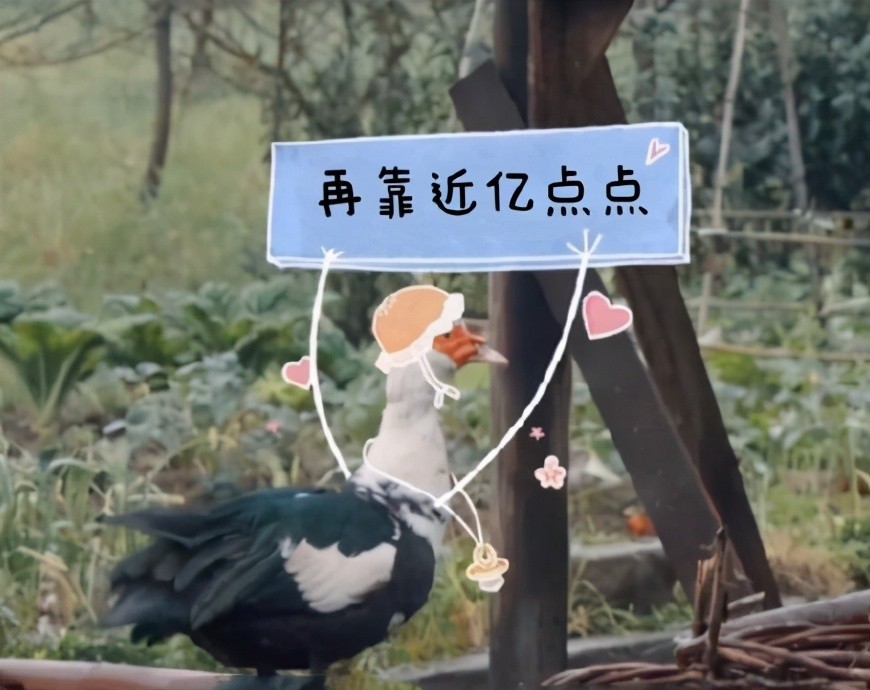 张艺兴有多怕尖嘴动物?到蘑菇屋见到彩灯,始终保持安全距离