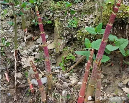 农村野生酸筒杆,比醋还酸,殊不知营养丰富价值高,见到