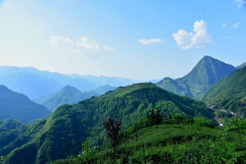 领略镇巴山水,探访云海茶园,第二届陕西网上茶博会镇巴举办