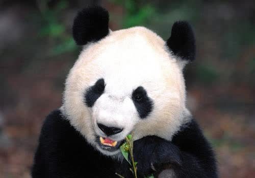 世上唯一不属于中国的2只大熊猫:只能永远在国外生活