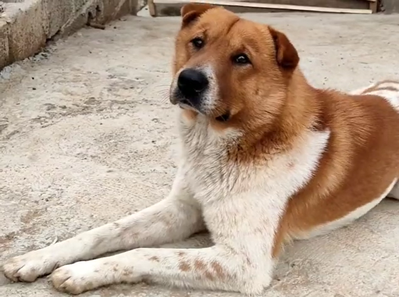 狩猎趣闻土狗大黄守卫鸡舍驱狼救主