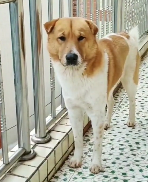 狩猎趣闻:土狗大黄,守卫鸡舍,驱狼救主