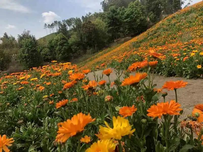 新晋网红:玉溪高仓街道滇中植物园喊你来打卡!