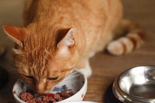 猫厌食症的初期症状表现