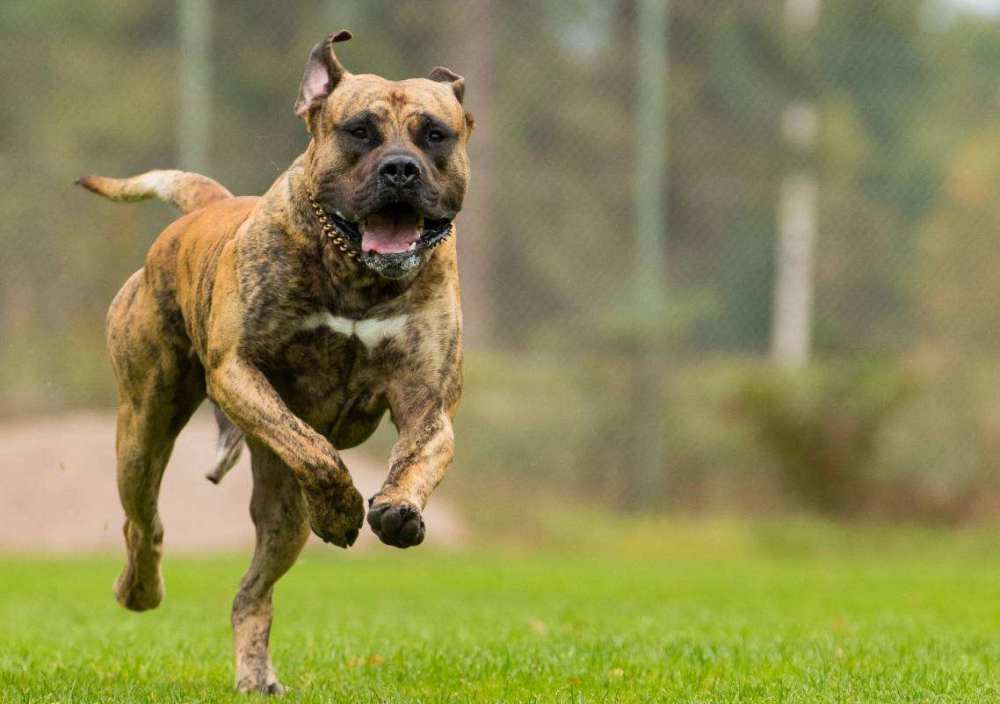 世界上最贵的10大名犬,别说买不起,就算养得起也不敢养!