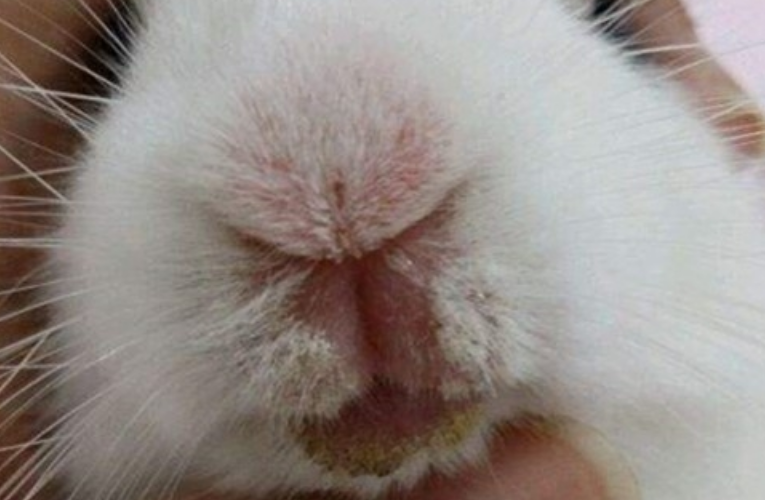 兔子口炎是什么原因引起的
