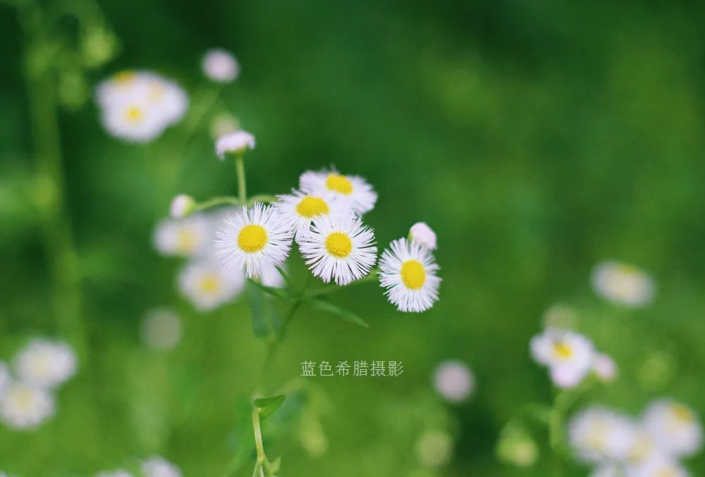 用50定焦镜头摄影,能否拍出浅景深中的唯美花卉照片?