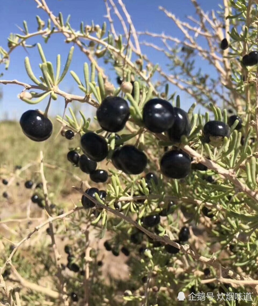 新疆戈壁滩里常见的4种野果子黑刺果白刺果沙棘果沙枣都可以吃