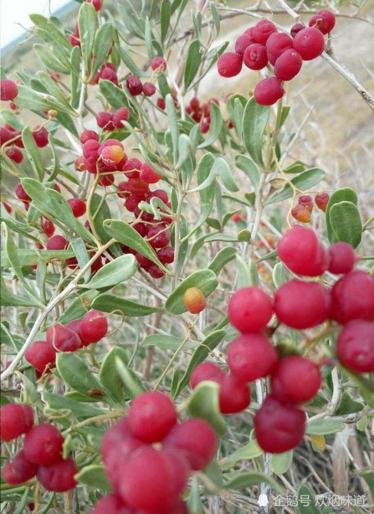 新疆戈壁滩里常见的4种野果子,黑刺果,白刺果,沙棘果