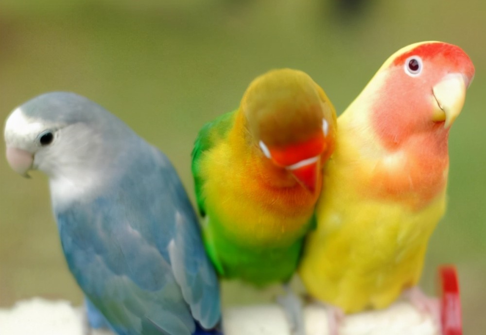 被称为爱情鸟的牡丹鹦鹉,饲养容易吗?应该做好哪些呢?