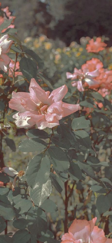 浪漫治愈系鲜花壁纸|美好的事从一束花开始.