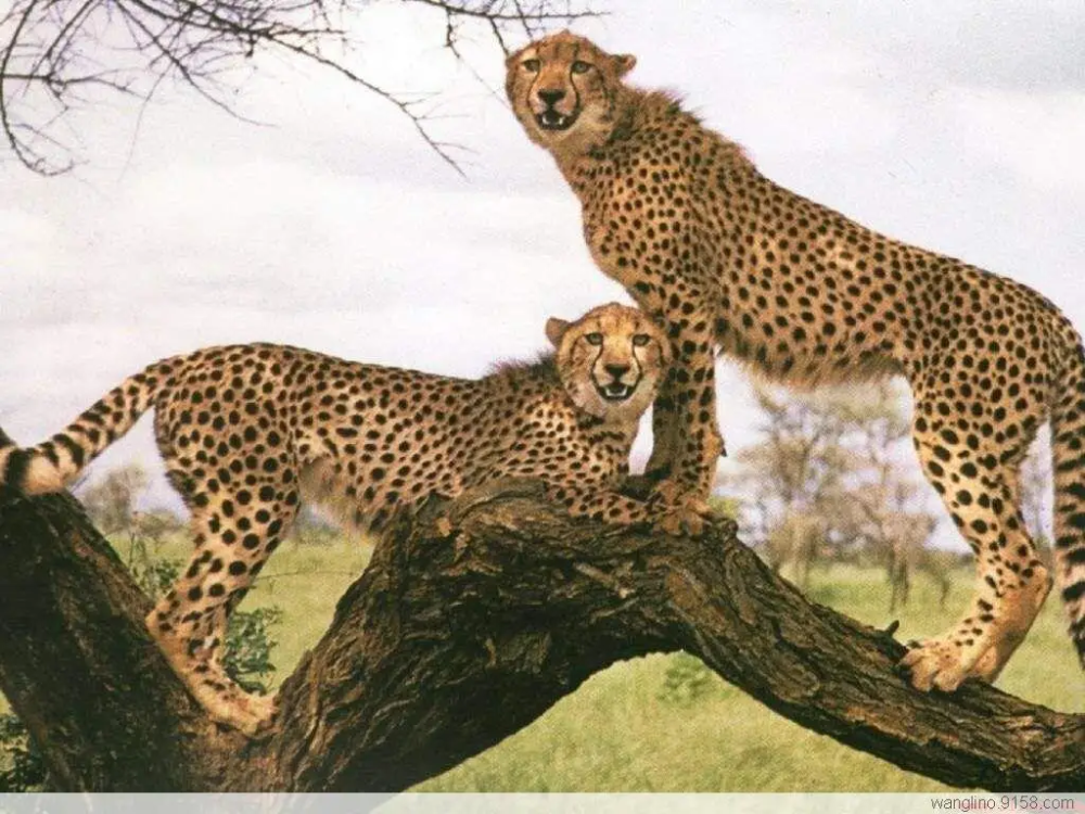 亚洲猎豹为何有个