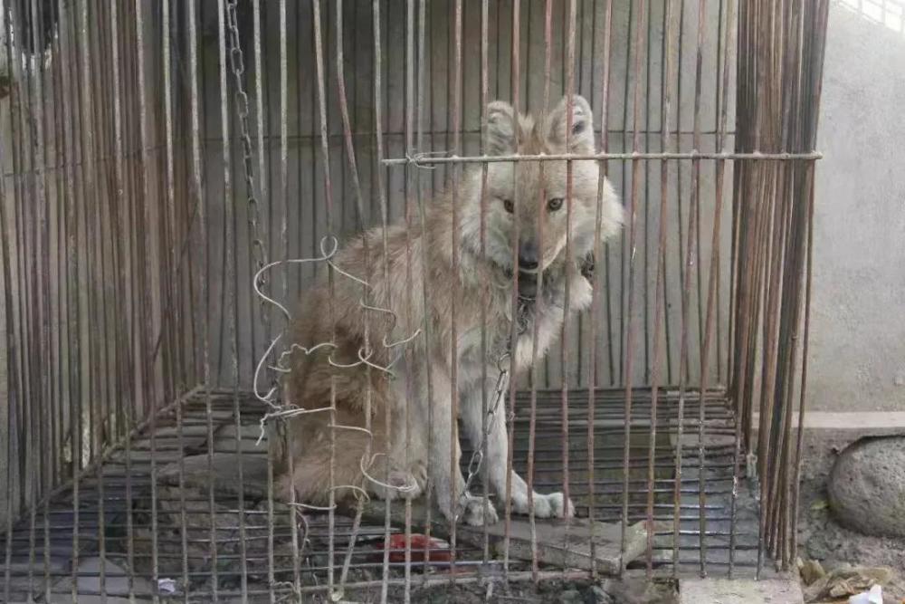 成语狗什么豺_豺狗图片(2)