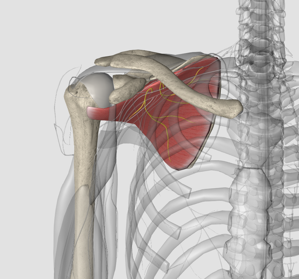 肩胛下肌 起点:起自肩胛下窝(位于肩胛骨前面).