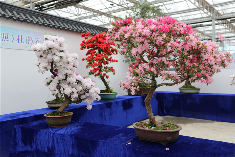 2021日照杜鹃花博览会,日照杜鹃花博览园2021 花海日照丨面朝大海 杜鹃花开1(2021室内展)