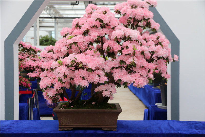 2021日照杜鹃花博览会,日照杜鹃花博览园2021 花海日照丨面朝大海 杜鹃花开1(2021室内展)