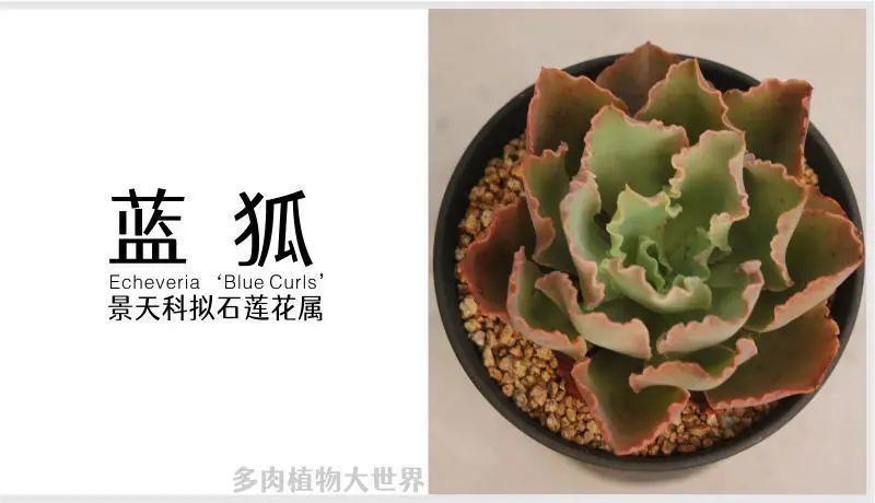 "蓝狐"景天科拟石莲花属多肉植物,包菜系列多肉植物