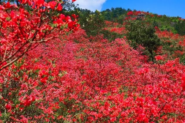 杜鹃花开正艳 全国首家气象医养中心也落户在了磐安