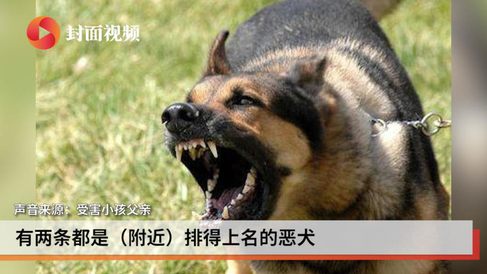 重庆奉节一小学生上学途中被三条恶犬咬死 小孩父亲要求92万元赔偿