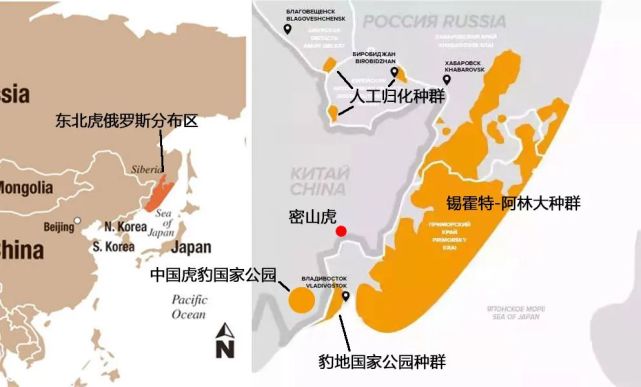 东北虎的分布图  绘图:猫盟