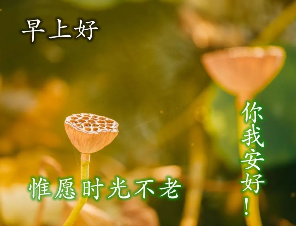 温馨幸福的早安图片祝福问候 最新的早上好图片大全