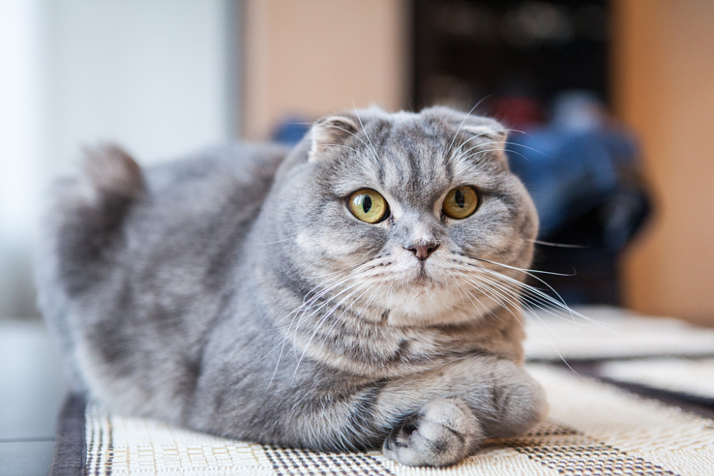 苏格兰折耳猫堪称猫中天使,但它是折翼的!最不建议养的猫咪之一