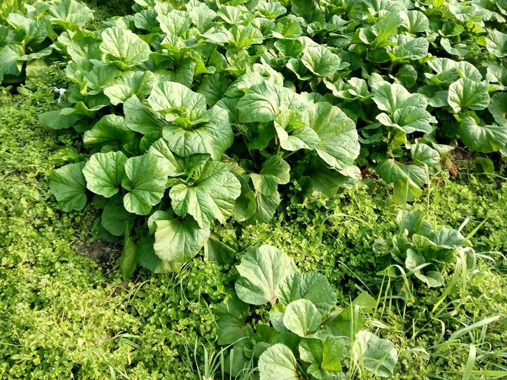 曾是古代第一蔬菜作物,养活了上亿人,如今却沦为了野菜,太可惜