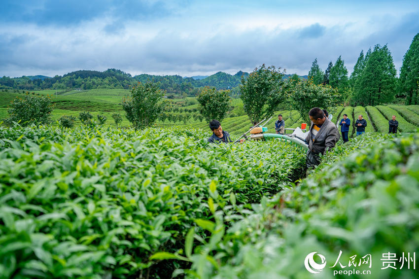 贵州湄潭:茶海碧连天 托起致富路