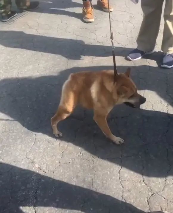 狗狗一出生就脖子短,路人议论纷纷,有人说:两厢狗