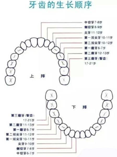 一般成人牙齿的数量应该在28颗~32颗之间,其中每人28颗牙是不可少的