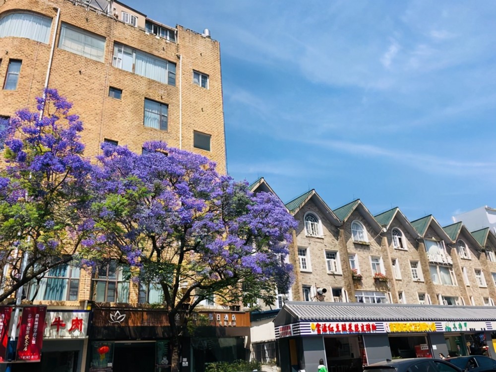 昆明教场中路的蓝花楹已经盛开,赶快约上好友出发吧