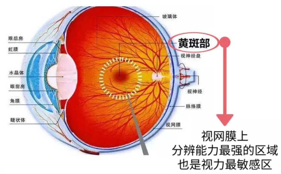 其实,每个人都有黄斑,黄斑区位于视网膜中央,是视力最敏感区 负责