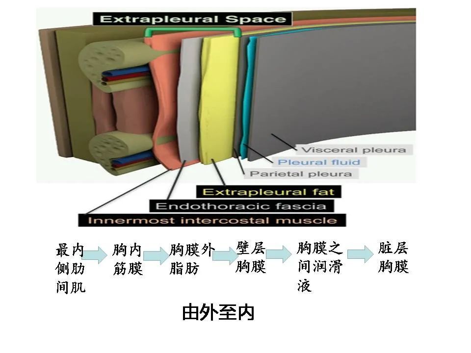 eps与肺实质,胸膜和胸壁过程的关系是检测胸膜外异常的关键.